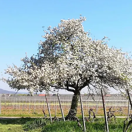 Apartamento In Ruhigem Viertel *