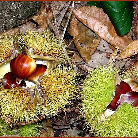 In Ruhigem Viertel *