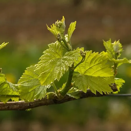 Apartment In Ruhigem Viertel *