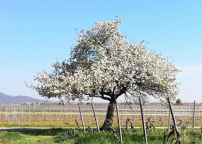 Apartment In Ruhigem Viertel *