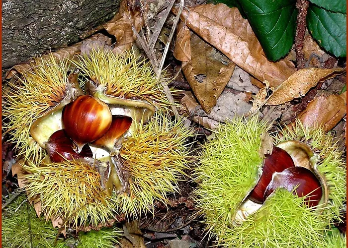 In Ruhigem Viertel *